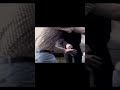 The First Omen | Gender Reveal | In Theaters April 5