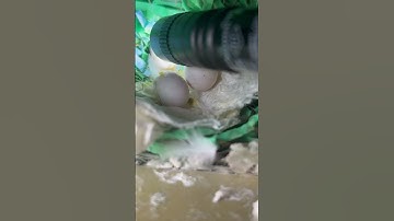 HOW TO TELL IF YOUR FINCH EGGS ARE FERTILE? 👀