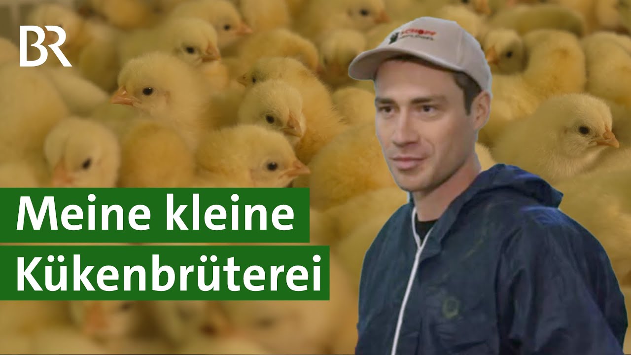 Das große KÜKEN-SPEZIAL mit 20 verschiedenen Hühnerrassen im Vergleich zu den Küken! HAPPY HUHN E291