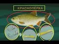 Диалоги о рыбалке -6- Красноперка, Уклейка