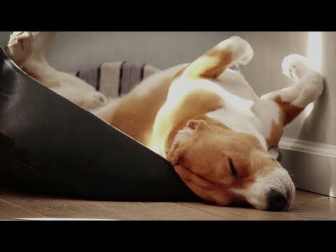 Benefits Of Dogs Sleeping In Your Bedroom