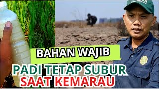 PAKAI CARA INI!! AGAR PADI TETAP SUBUR WALAU DI MUSIM KEMARAU