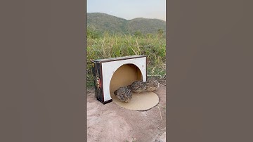 Create Unique Quail Trap Using Cardboard Box #shorts