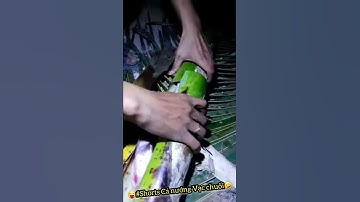 🐠 #Shorts Câu Cá Bự Như Này Nướng Mới Ngon