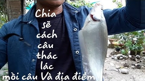 Chia sẽ cách câu cá thác lác mồi câu và địa điểm THÁI THANH FISHING