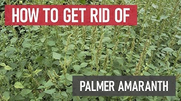 How to Get Rid of Palmer Amaranth [DIY Weed Management]