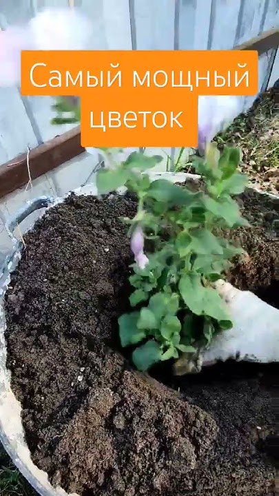 Самый мощный цветок. Петуния "ТАЙДАЛ" #петуния #дача #посев #огород # ...