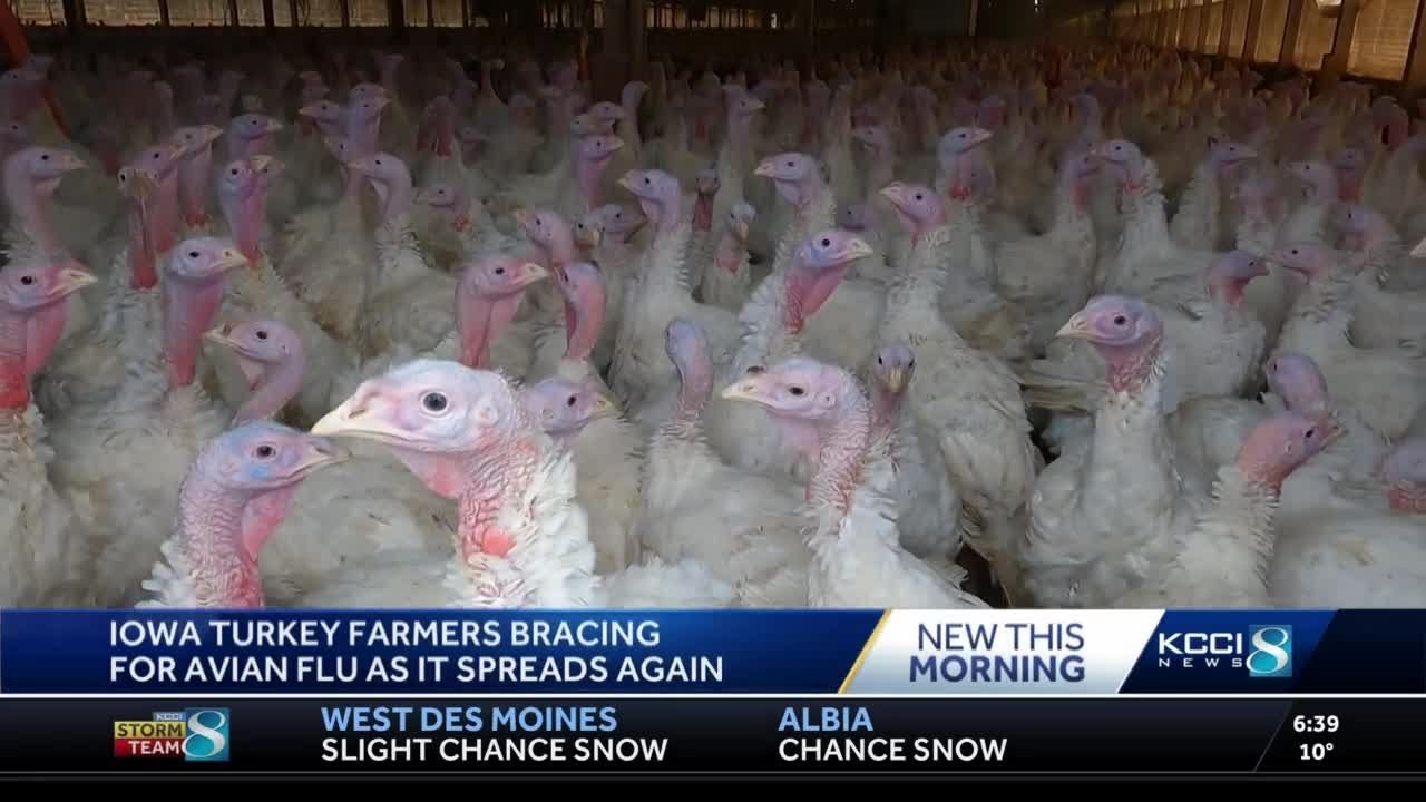 Iowa poultry farmers bracing for spread of avian flu YouTube