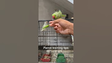 Parrot taming tips part-1