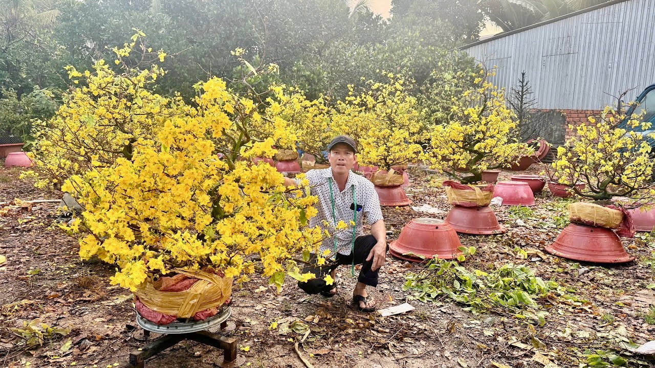 MAI GIẢO TÂN CHÂU 28/O2/2026 (#0917145232 ÚT EM) -  @bonsai Can Tho