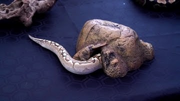 1. Welcome to Ball Python Planet. Introduction to Ball Pythons.