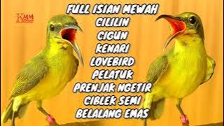 MATERI ISIAN MEWAH‼️ Masteran sogon full tembakan