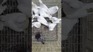 সব ভালবাসা একসাথে | All love together | Pigeon Master Ruhul