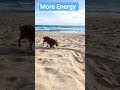 More Energy #dog #dogshorts #funnyanimal #animallife #cute