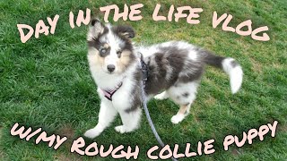 Day in the Life w/my Rough Collie Puppy