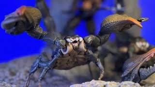 GI Joe Classified Series Desert Scorpion - Thoughts \& Shots