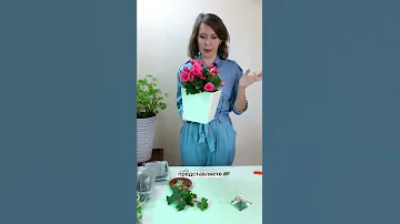 Почему нельзя пересаживать  бегонию