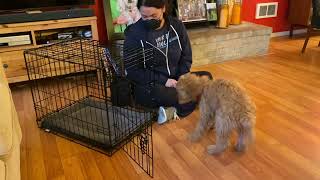 Crate Training — Introducing Verbal Cue | Pupstanding Academy