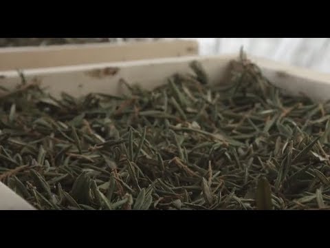 Video: Labrador Tea Info – Labrador Tea Busk Care and Growing Requirements