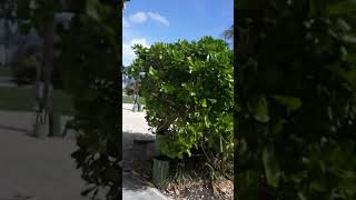 Parmer’s Resort on Little Torch Key in the Florida Keys when I stayed there in February 2020