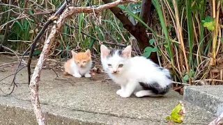 居住者の居なくなった団地が完全に猫の世界になっていた