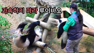 발버둥치고 도망가는 마음이 급한 루이바오 엄마 쫓아 다니다  수없이 미끄덩 되풀이 by 둘둘차 Duldulcha 12,148 views 3 weeks ago 4 minutes, 19 seconds