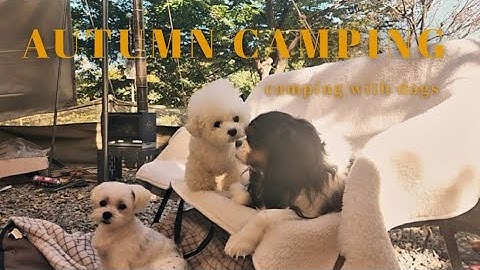 귀여운 강아지와 힐링 그 잡채 가을 캠핑 🍂 . 화목난로 캠핑요리 . Autumn Camping . 대부도 고래숲 캠핑장 싸이트 소개 . Eng sub