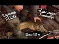 Карелия | Сентябрь 2020 | Сямозеро | Рыбалка | Щука на 11,5 кг