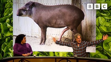 Why is the size of a tapir’s  🍆 so inconvenient? | QI