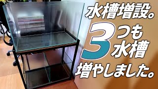 13本目の水槽を設置するまでをお届け！アクアリウム規模拡大！#186【アクアリウム】