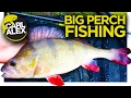 Float fishing in Winter - Loads of BIG perch caught!