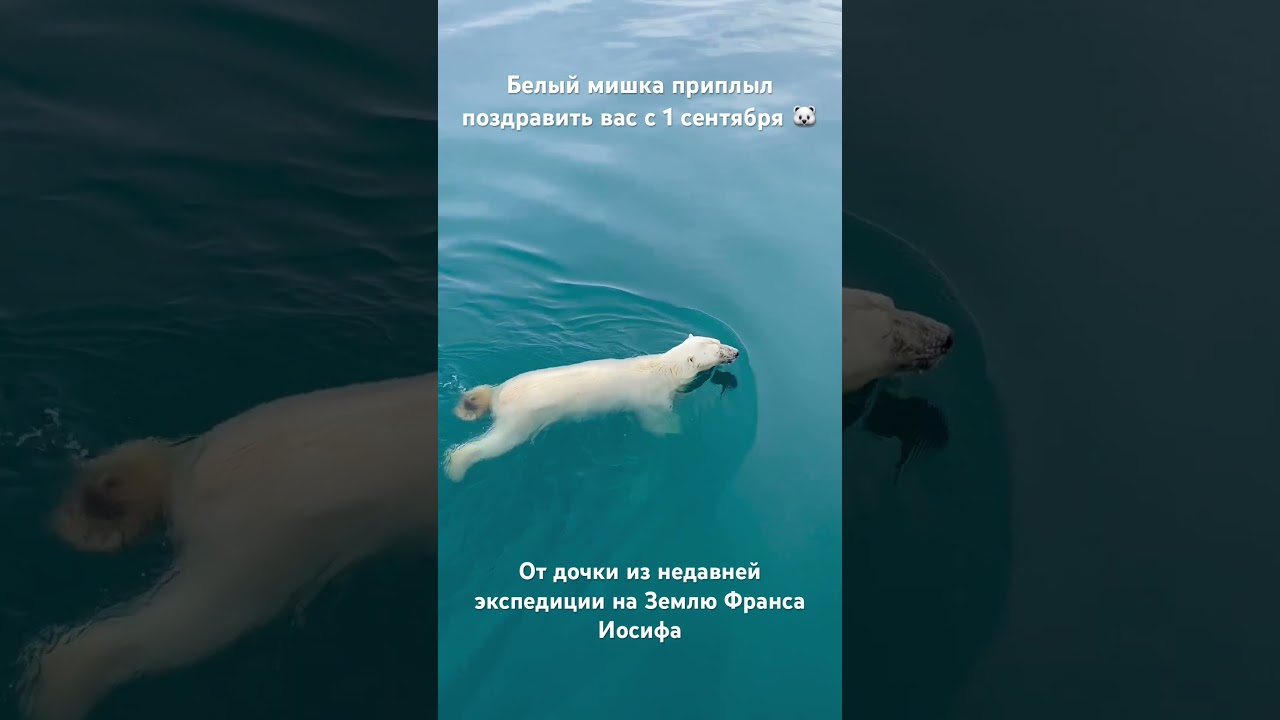 Белый медведь приплыл к людям