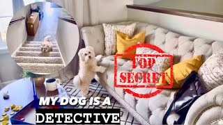 Unleashing the Super Smart Dog: The ultimate sidekick #doglife #vlog #fyp