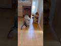本日のもふもふ猫バトルの勝敗は… 【サイベリアン】 #shortsfeed