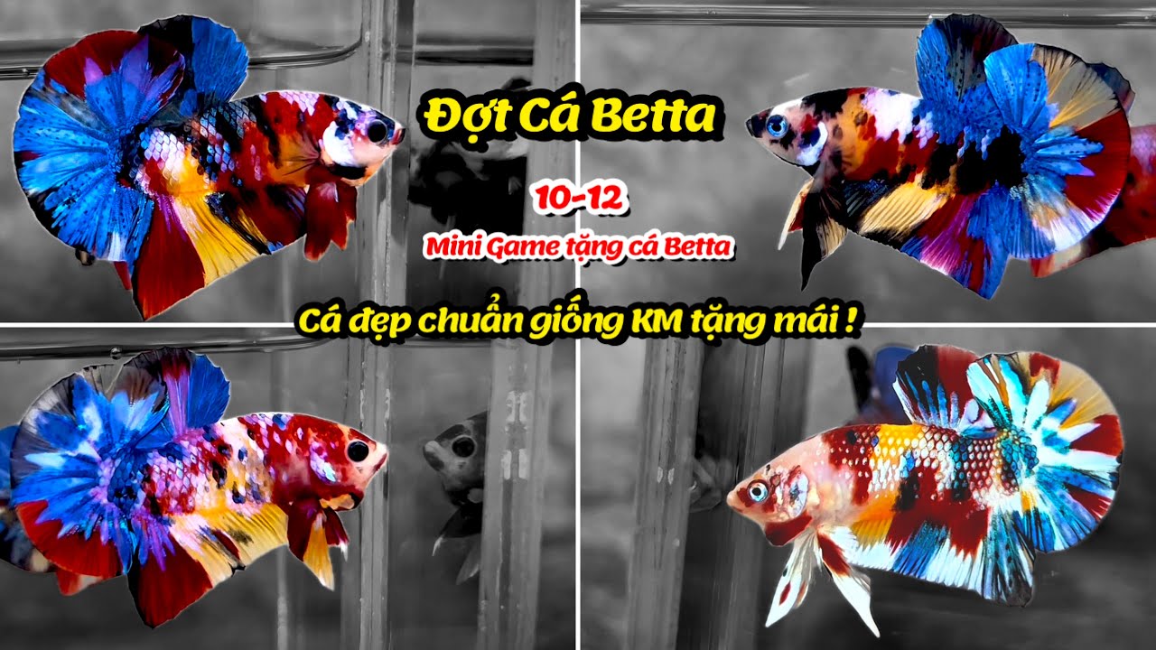 Đợt Cá Betta 10-12 Black Base Nemo, Galaxy Multicolor, Metalic, Red Fancy Star hàng đẹp chuẩn giống!