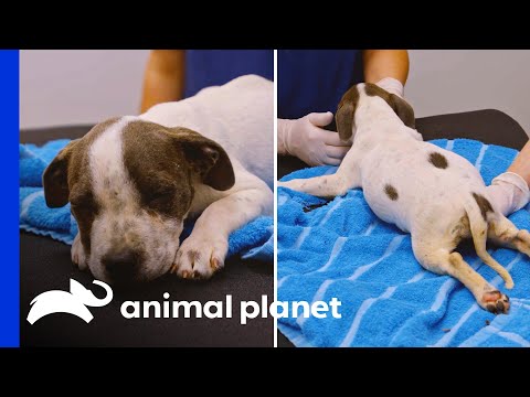 Adorable Pup Fights to Overcome Spinal Injury! | Pit Bulls & Parolees