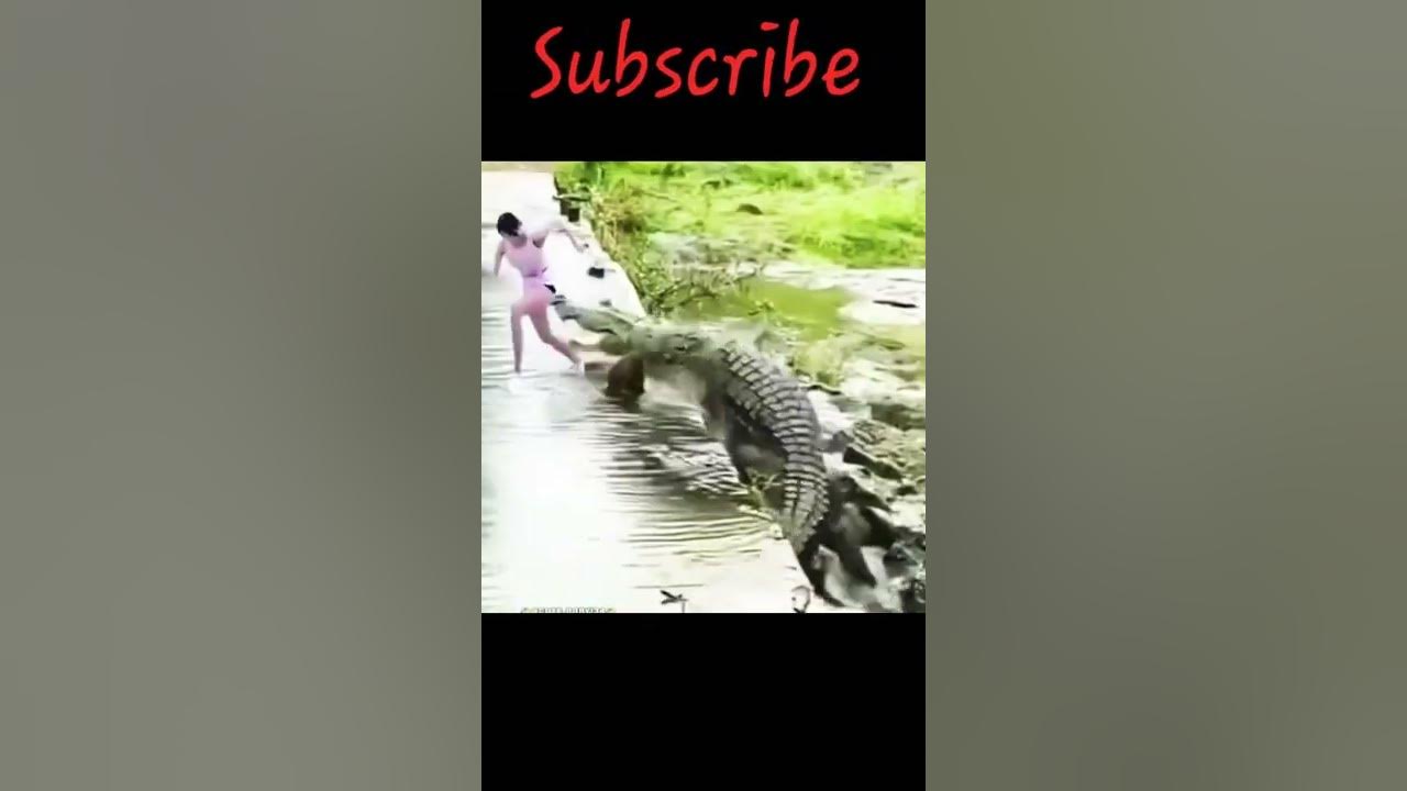 Do Crocodiles attack humans 😭 #animals #animalslovers #shorts - YouTube