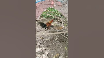 trống mái tơ🐓 #thứcgàrừng86 #gàrừngrặc #gàrừngtaitrắng