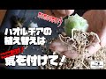 【多肉植物】ハオルチアの植え替えにはこれだけを気を付けましょう！