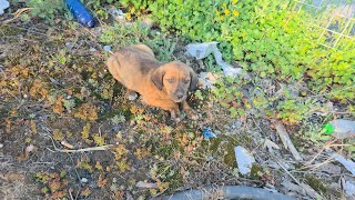 The day his story began... A tiny puppy  was found alone, waiting by the roadside. 