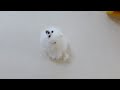 ポメラニアンの周りをグルグル回るだけの動画