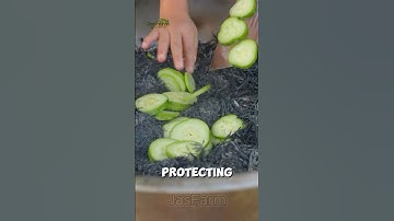 China’s 300-Year-Old Trick to Keep Cucumbers Fresh! #cucumbers #shorts