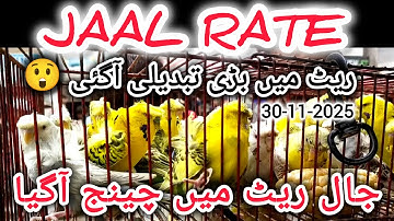 Jaal Rate 30-11-2025 | Birds Prices in Pakistan | Lalukhet Birds Market | Cheapest Birds Market
