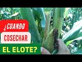 CORTANDO Elotes en El Salvador. Cómo SABER Cuando los ELOTES están listos para ser cortados