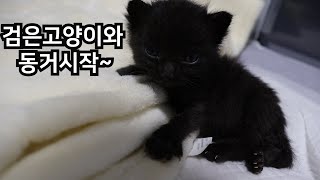 검은고양이 아깽이들 임보이야기(사지말고 입양하세요)