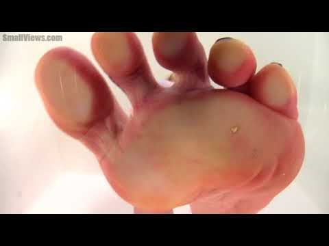 giantess feet