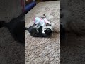 ニャンプロ！どっちもがんばれ！#apt #あーぱつあぱつ #ねこのいる生活