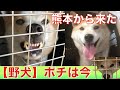 【野犬】その後、熊本出身ポチはどうしてる?〈お待たせしすぎのご報告〉