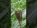 #coloursoflife #nature #madua #millets
