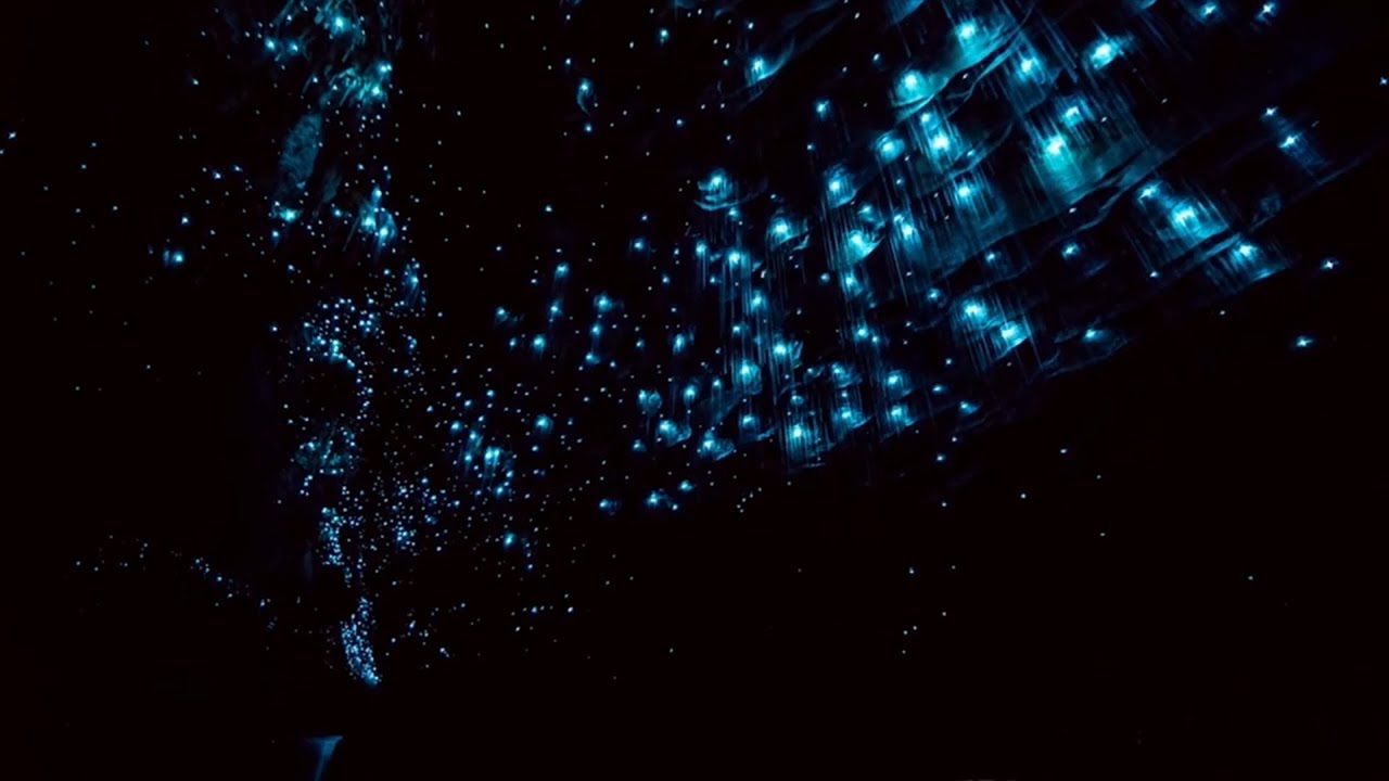 Waitomo Glow Worm Cave | New Zealand |